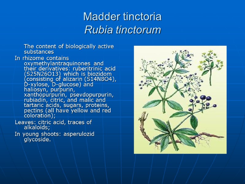 Madder tinctoria  Rubia tinctorum  The content of biologically active substances In rhizome